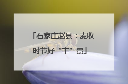 石家庄赵县：麦收时节好“丰”景