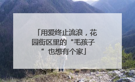 用爱终止流浪，花园街区里的“毛孩子”也想有个家