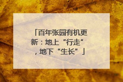 百年张园有机更新：地上“行走”，地下“生长”