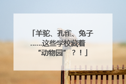 羊驼、孔雀、兔子……这些学校藏着 “动物园”？！