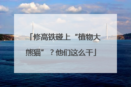 修高铁碰上“植物大熊猫”？他们这么干