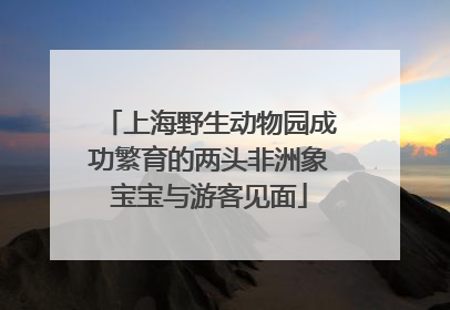 上海野生动物园成功繁育的两头非洲象宝宝与游客见面