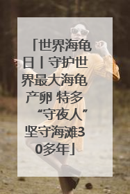 世界海龟日丨守护世界最大海龟产卵 特多“守夜人”坚守海滩30多年