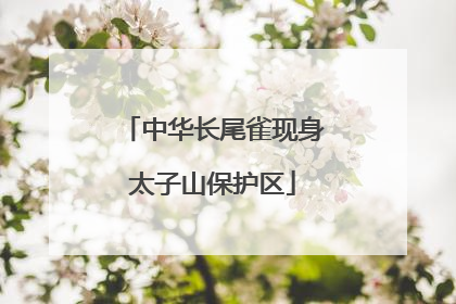 中华长尾雀现身太子山保护区
