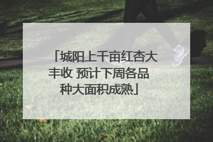 城阳上千亩红杏大丰收 预计下周各品种大面积成熟