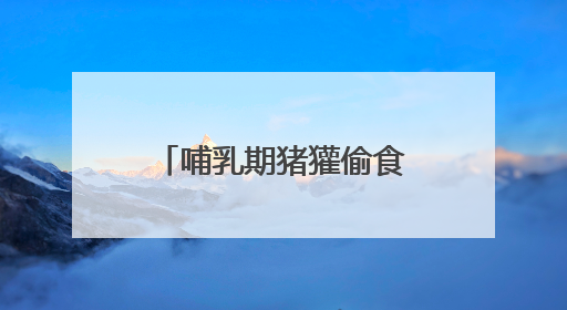 哺乳期猪獾偷食苞谷被发现，逃跑途中累瘫在地！就地放生让其回家“奶孩子”