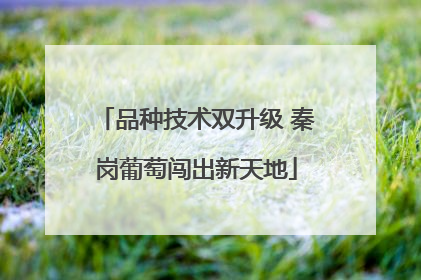 品种技术双升级 秦岗葡萄闯出新天地