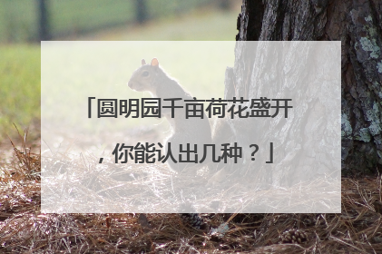 圆明园千亩荷花盛开，你能认出几种？