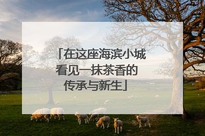 在这座海滨小城 看见一抹茶香的传承与新生