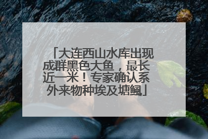 大连西山水库出现成群黑色大鱼，最长近一米！专家确认系外来物种埃及塘鲺