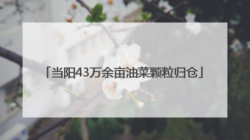 当阳43万余亩油菜颗粒归仓