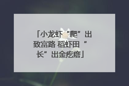小龙虾“爬”出致富路 稻虾田“长”出金疙瘩