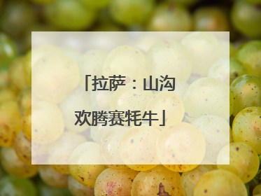 拉萨：山沟欢腾赛牦牛
