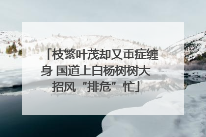 枝繁叶茂却又重症缠身 国道上白杨树树大招风“排危”忙