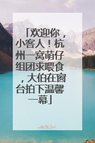 欢迎你，小客人！杭州一窝萌仔组团求喂食，大伯在窗台拍下温馨一幕