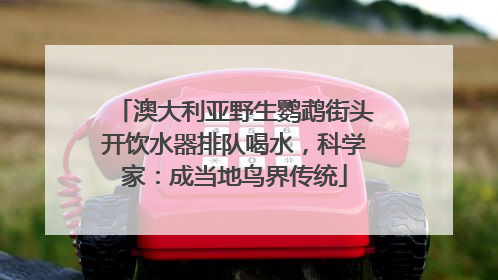 澳大利亚野生鹦鹉街头开饮水器排队喝水，科学家：成当地鸟界传统