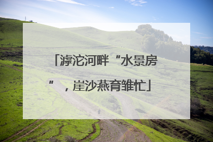滹沱河畔“水景房”，崖沙燕育雏忙