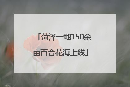 菏泽一地150余亩百合花海上线