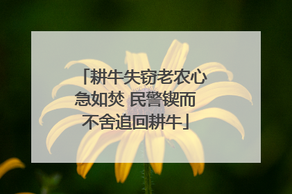 耕牛失窃老农心急如焚 民警锲而不舍追回耕牛