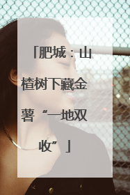 肥城：山楂树下藏金薯“一地双收”