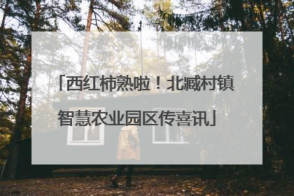西红柿熟啦！北臧村镇智慧农业园区传喜讯