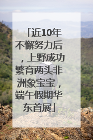 近10年不懈努力后，上野成功繁育两头非洲象宝宝，端午假期华东首展