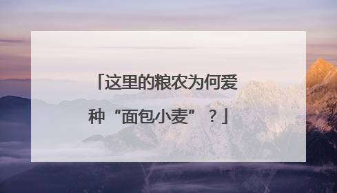 这里的粮农为何爱种“面包小麦”？