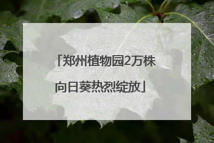 郑州植物园2万株向日葵热烈绽放