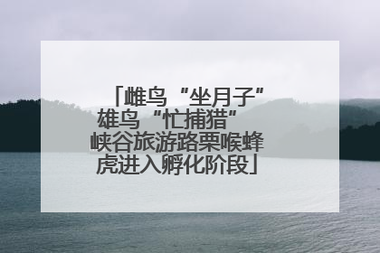 雌鸟“坐月子”雄鸟“忙捕猎” 峡谷旅游路栗喉蜂虎进入孵化阶段