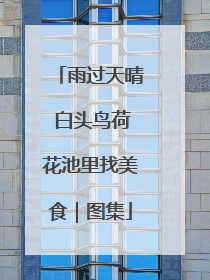 雨过天晴 白头鸟荷花池里找美食｜图集
