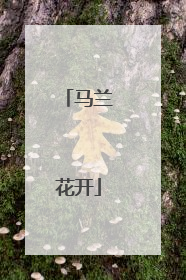 马兰花开
