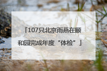 107只北京雨燕在颐和园完成年度“体检”