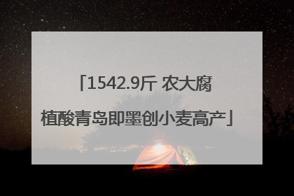 1542.9斤 农大腐植酸青岛即墨创小麦高产